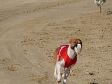 Golden Rabbit European Sandtrack-Derby Th. Ernst (138)